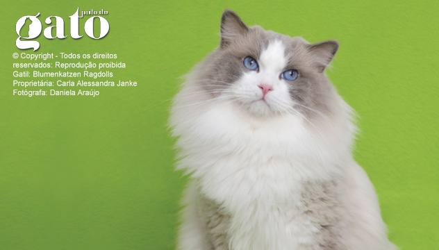 ragdoll_capa