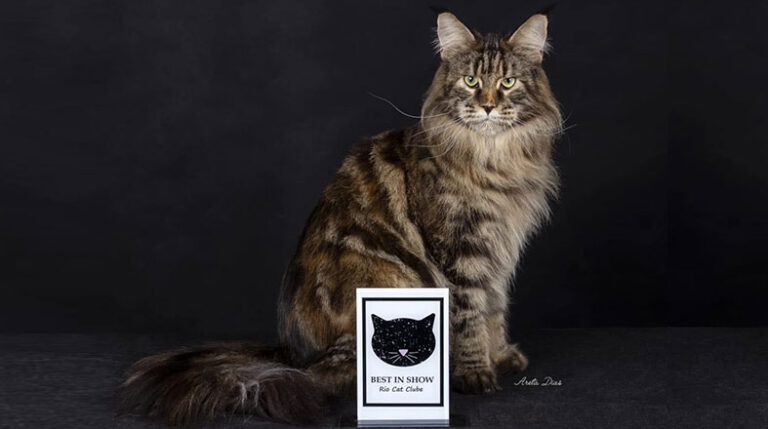 revista-Pulo-do-gato-KatzeCoon