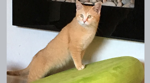 revista-Pulo-do-gato-raca-rara2
