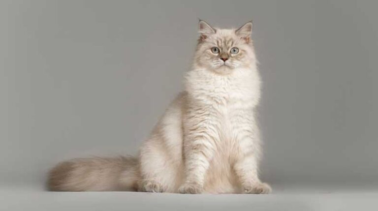 revista-pulo-do-gato-147-raca-Neva-Masquerade