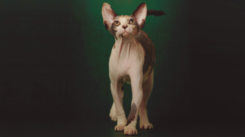 Gatil_Monte_Olinpo_Pulo_do_Gato