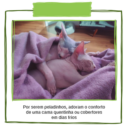 Gatos_Terapeutas_Pulo_Do_Gato