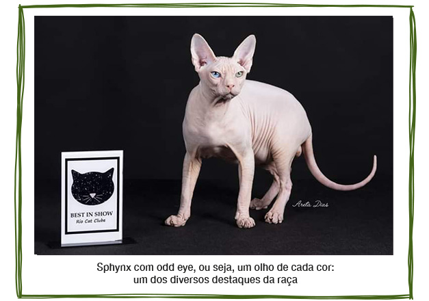 Gatos_Terapeutas_II_Pulo_Do_Gato