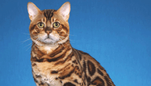 revista-pulo-do-gato-bengal