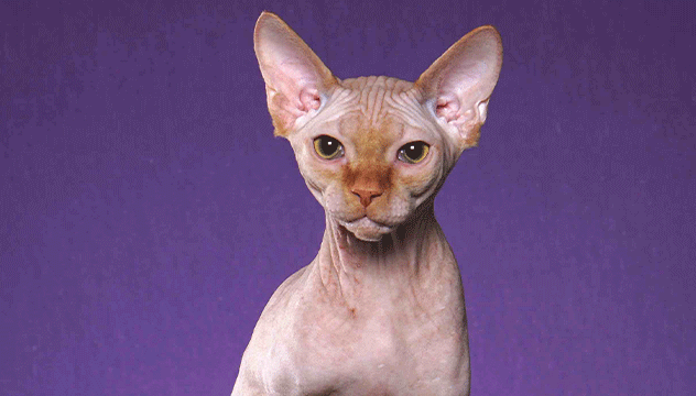 revista-pulo-do-gato-domus