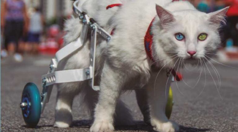 revista-pulo-do-gato-fotolivro-especial