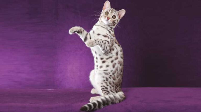 revista-pulo-do-gato-gato-propaganda