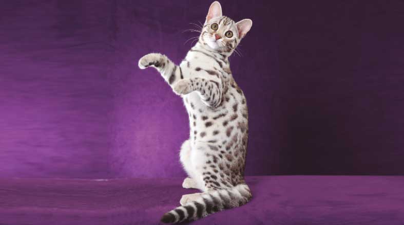 Evento_American_Winners_gato_Rglandscapecats