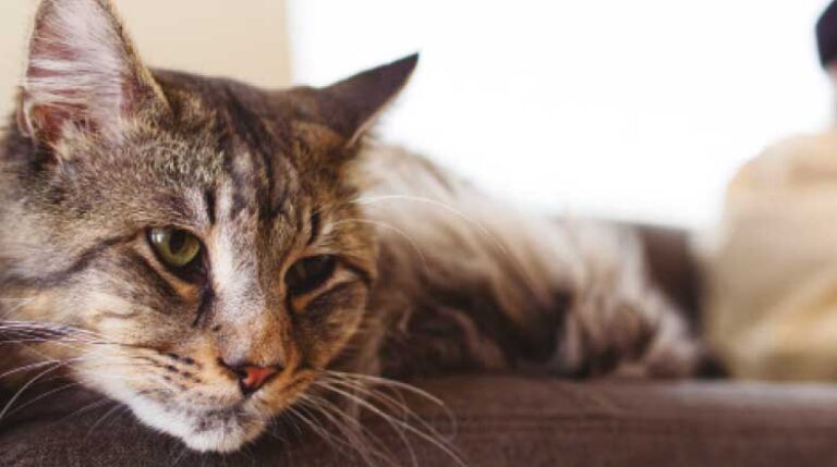 revista-pulo-do-gato-gatos-idosos