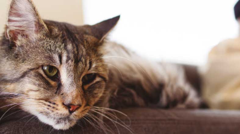 Maine_Coon_Rvista_Pulo_do_Gato_5