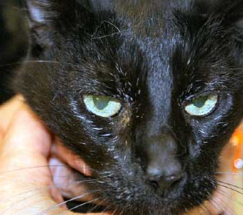 Maine_Coon_Rvista_Pulo_do_Gato_6