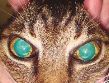 Maine_Coon_Rvista_Pulo_do_Gato_7