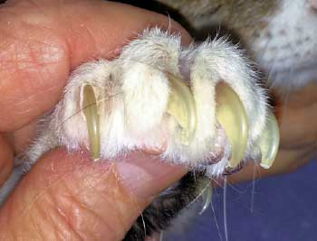 Maine_Coon_Rvista_Pulo_do_Gato_8