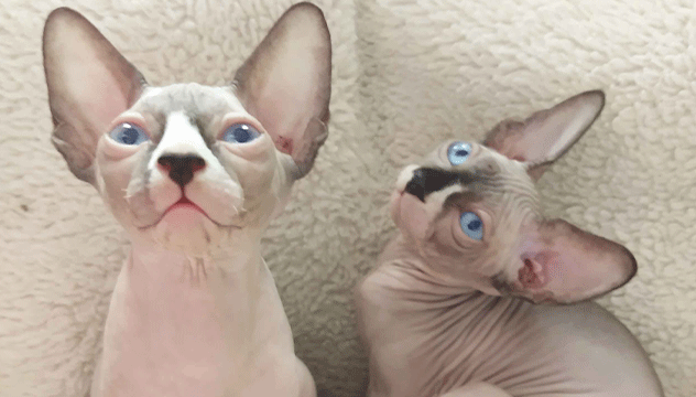revista-pulo-do-gato-recanto