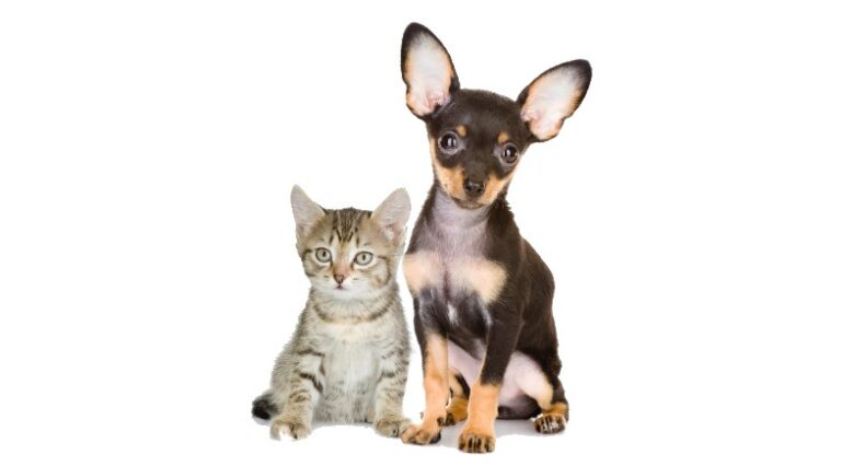 revista-pulo-do-gato-resgatei-um-animal-e-agora