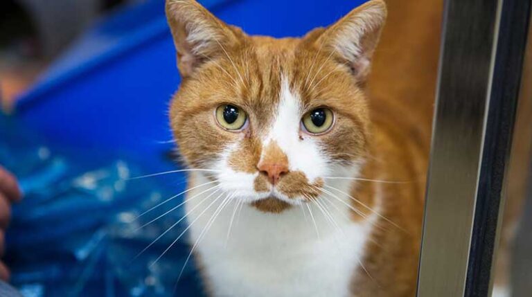 revista-pulo-do-gato-saude-dos-animais-na-panemia