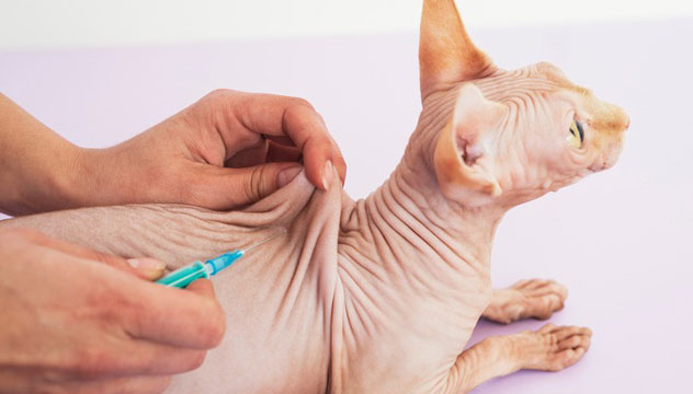 revista-pulo-do-gato-vacinacao