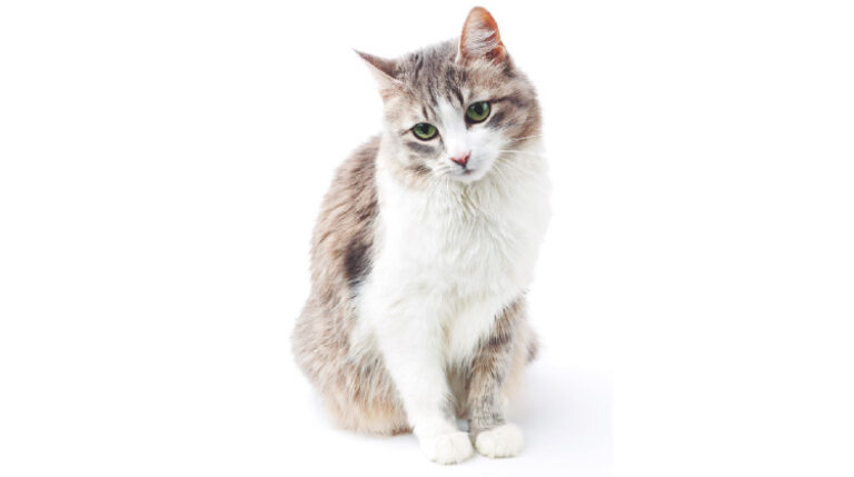 revista-pulo-do-gato-vomitos-em-gatos