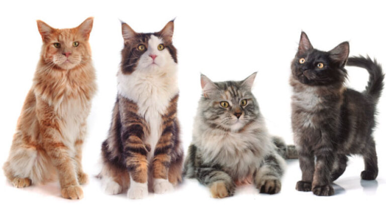 revista-pulodogato-143-fases-da-vida-de-um-gato