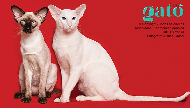 siames_oriental