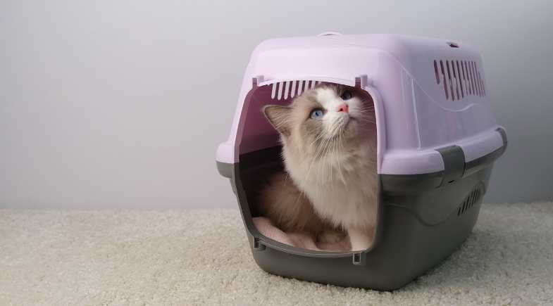 Do lar ao veterinário: dominando o manejo cat friendly