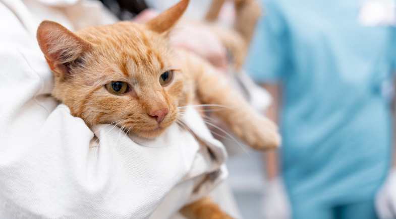 Outubro rosa: 5 mitos sobre câncer em pets