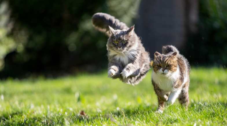 O que é melhor: ter um ou dois gatos?