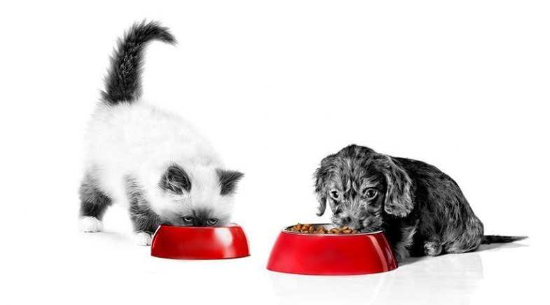 Nutrição sob medida: o segredo para o desenvolvimento saudável de gatos e cães