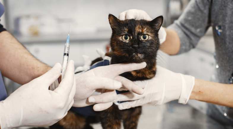 Vacina para pets: 8 ‘verdades’ que te contam, mas que são falsas