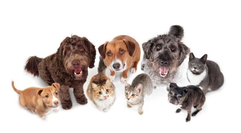 Mais de 80% dos abandonos de animais no Brasil acontecem em áreas urbanas, revela pesquisa do Cobasi Cuida com ONGs e protetores