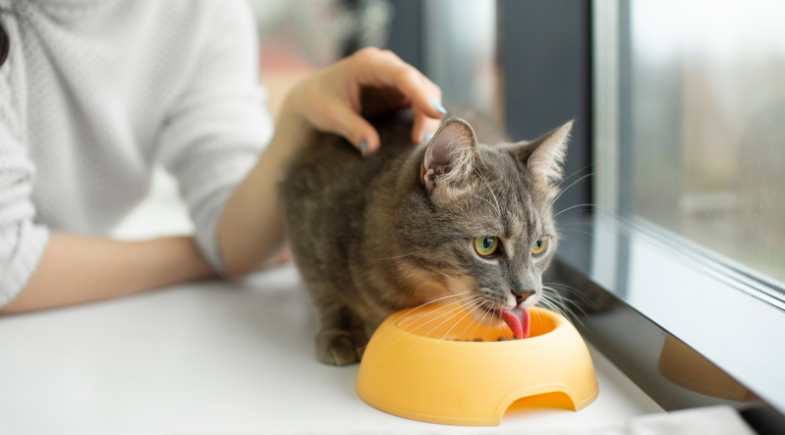 Alimentação adequada e ambiente atrativo formam dois importantes pilares da saúde integral dos felinos