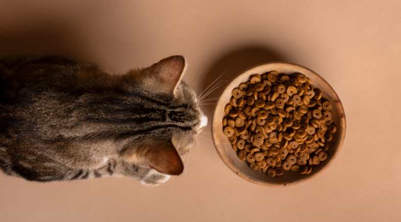 Alimentação adequada e ambiente atrativo formam dois importantes pilares da saúde integral dos felinos