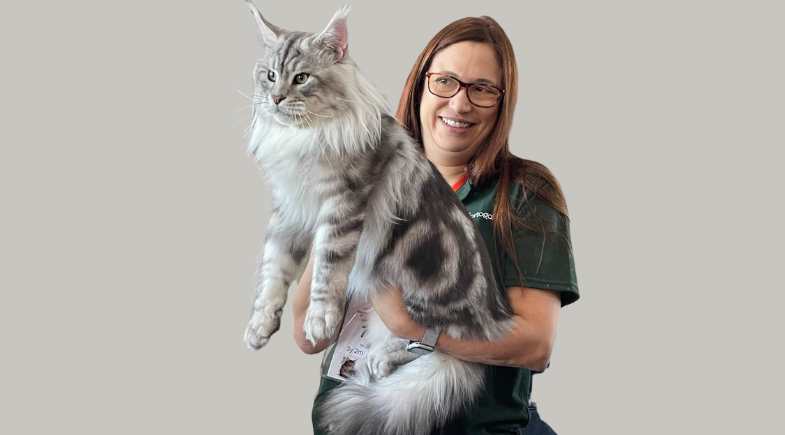 Gatil Portogalo: dedicação total ao Maine Coon