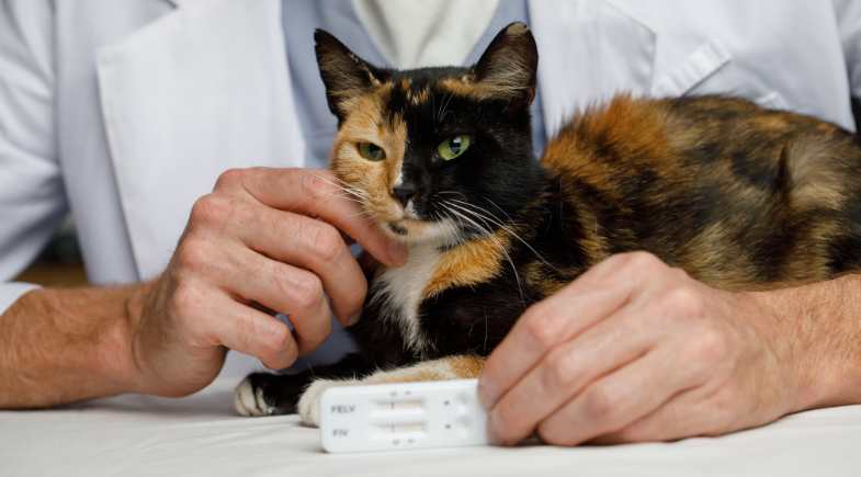 Vamos falar da FELV?