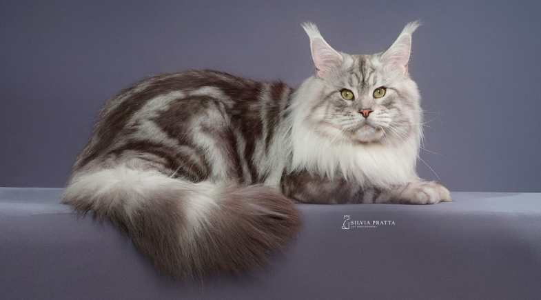 Maine Coon: sucesso gigante