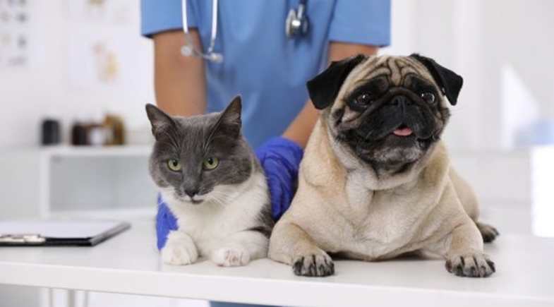 Check-up anual: um cuidado essencial para saúde e bem-estar dos pets