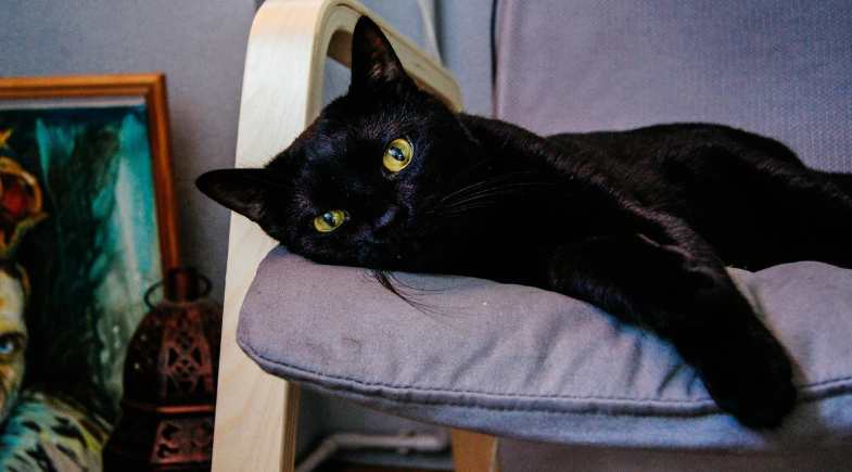 Dirofilariose: doença transmitida por mosquitos ameaça a saúde cardíaca dos pets