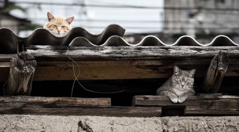 Resgatou um animal? Veja o que fazer nos primeiros dias do seu novo pet em casa