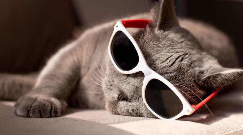 Verão exige atenção redobrada aos cuidados com os pets