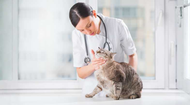 10 técnicas cat friendly para vets e gateiros