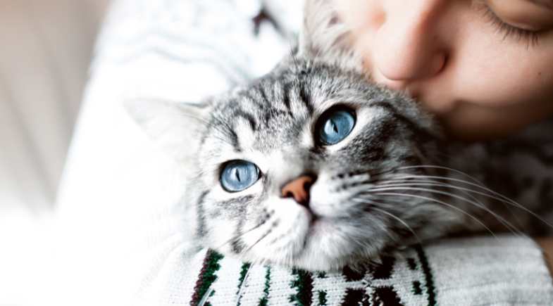 14 atitudes que mostram o amor do seu gato por você