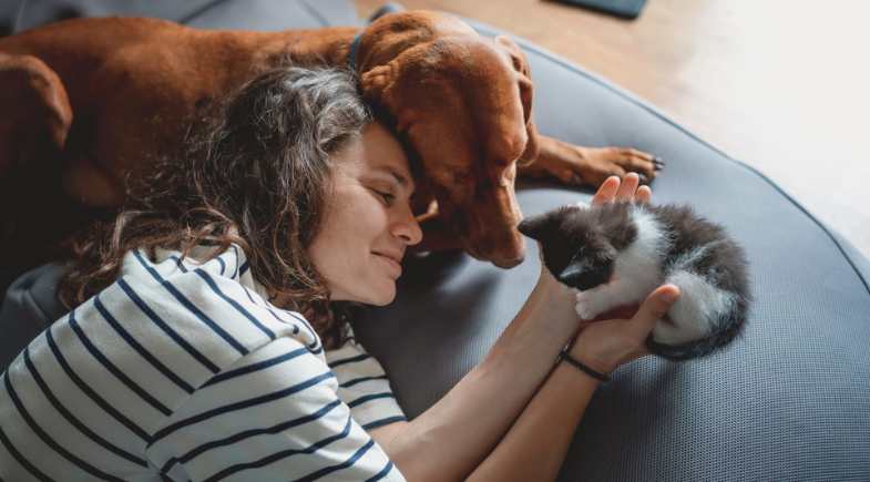 Conheça os 5 maiores desafios dos tutores de gatos de primeira viagem