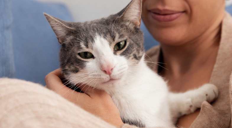 Doença renal em pets avança de forma silenciosa e exige atenção dos tutores