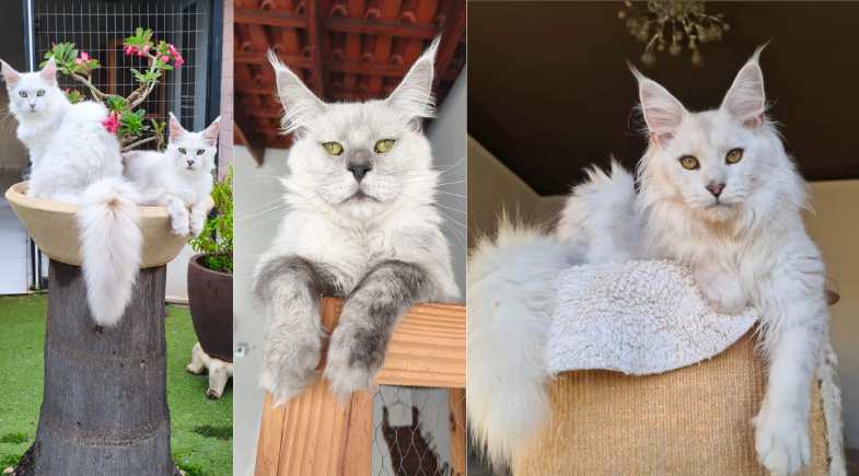 Gatil Iorek: pioneiros em cores raras de Maine Coon