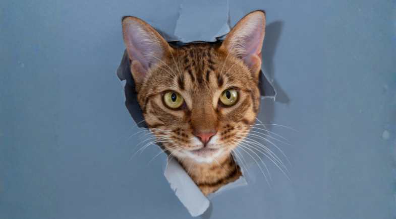 Ocicat: união da beleza selvagem com a docilidade