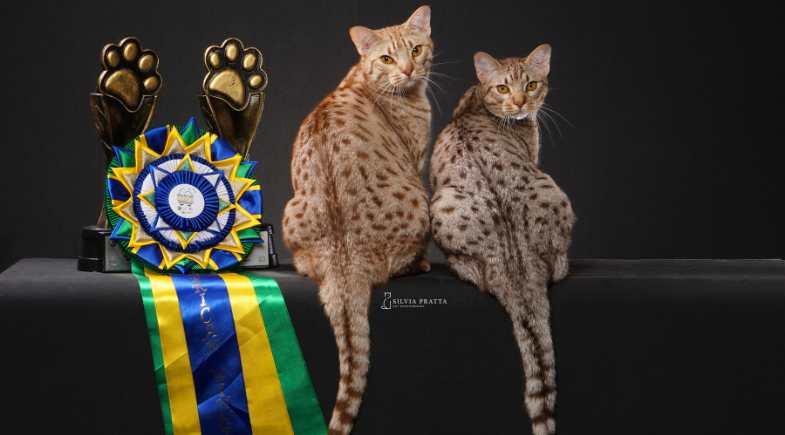 Gatil Mostacada: pioneiros na criação de Ocicat no Brasil