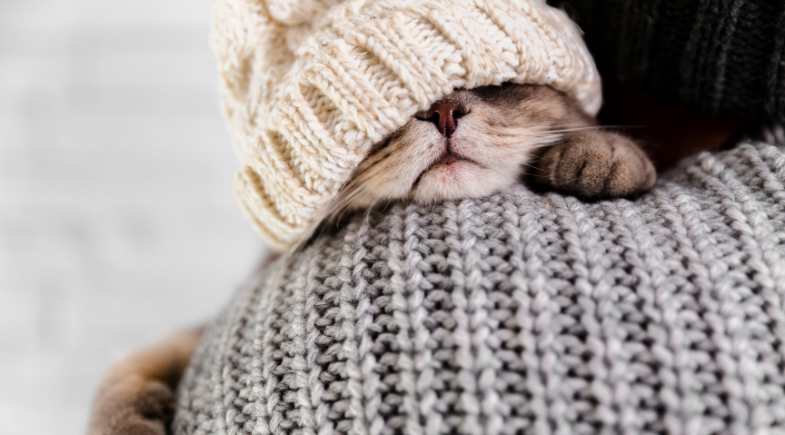 Outono acende alerta para aumento de doenças respiratórias em cães e gatos