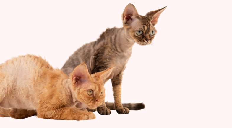 Devon Rex: será que ele é para você?