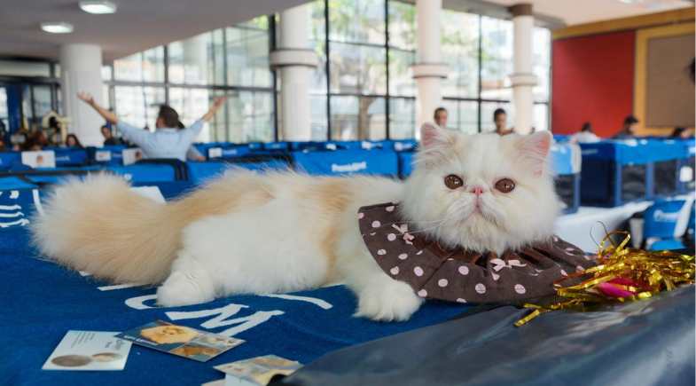 Exposição Internacional de Gatos acontecerá nos dias 20 e 21 de junho, na Hebraica Rio